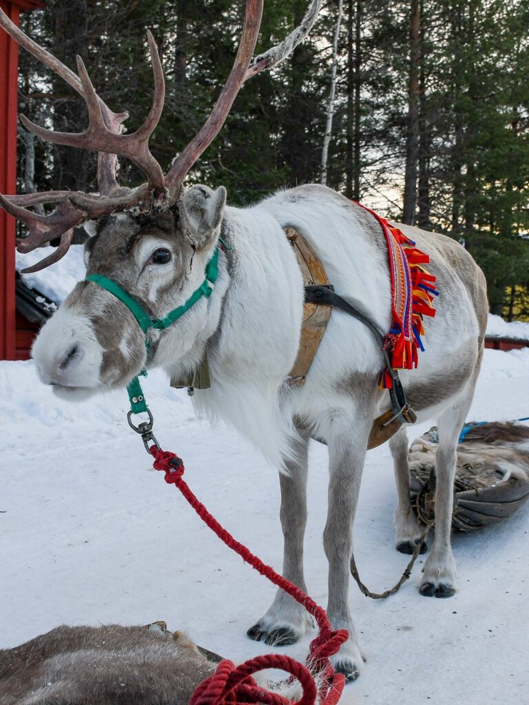 JOKKMOKK MARKKINAT 7.-8.2.2025 Yhteistyössä Pohjola-Nordenin ja Svenska Kulturfondenin kanssa